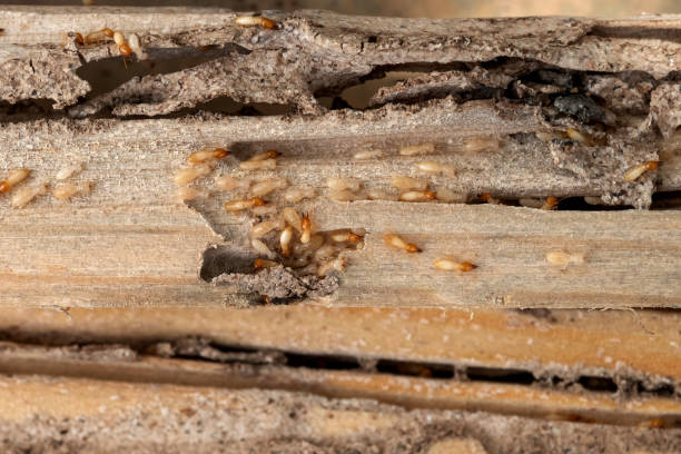 Best Pest Prevention Services  in Inver Grove Heights, MN