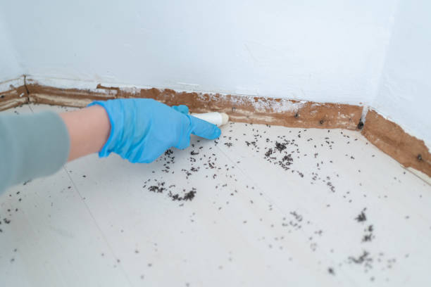 Best Wasp Removal Services  in Inver Grove Heights, MN